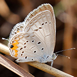 Cupidopsis cissus cissus
